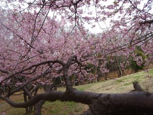 【ほるん】3月のほるん