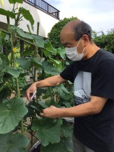【所沢市立ゆきわり草】きゅうり100本！